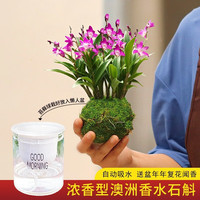 劉閣蘭花 兰花苗 澳洲七彩石斛兰 冬带花苞出售泼墨香水石斛室内外花卉盆栽 香水石斛3苗当年开花配水培盆