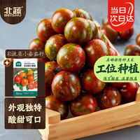 北蔬 小番茄种子苗花皮球绣球七彩盆栽西红柿籽 彩流星小番茄种子20粒