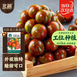 北蔬 小番茄种子苗花皮球绣球七彩盆栽西红柿籽 彩流星小番茄种子20粒