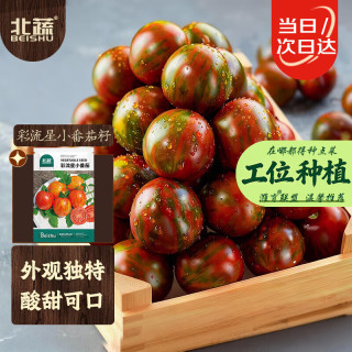 北蔬 小番茄种子苗花皮球绣球七彩盆栽西红柿籽 彩流星小番茄种子20粒