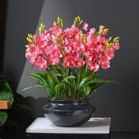 玫绚 特大颗文心兰开花香养不死室内盆栽绿植花卉净化空气 玫红色 6苗 带懒人盆