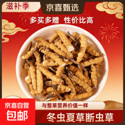 京喜 正宗冬虫夏草断草精选大断草自用性价比高断虫草虫草断草干草新货 藏区断虫草10克