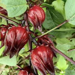 洛神花茶100克玫瑰茄干洛神花原料新鲜严选天然浓郁泡水草本饱满