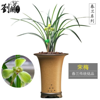 劉閣蘭花 兰花苗宋梅老八种四大天王之一现带花苞出售绿植花卉盆栽当年开花 2苗连体裸根