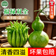 花间町 佛手柑葫芦福禄双全组合2件套 水培植物新鲜切枝摆件