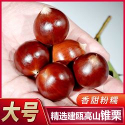 明良 建瓯高山锥栗 大果 3斤装