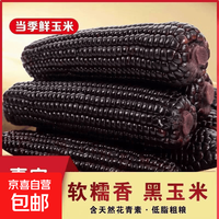 京喜加 巴彦淖尔头茬黑糯玉米北纬41°黄金种植带真空锁鲜即食健康 黑糯玉米5根*200g 拍下6.9元