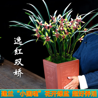 劉閣蘭花 兰花建兰四季兰 小国魂 现带花苞出售浓香四溢室内外花卉盆栽好养 小国魂2苗 配硬塑盆土肥