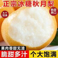 净重4.5斤新鲜正宗秋月梨水果冰糖多汁秋月梨现摘甜薄皮当季彩箱