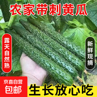 夏邑密刺黄瓜 2斤 净重（1.8斤）
