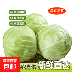 高原夏菜新鲜包菜卷心菜绿甘南菜甘蓝圆白菜时令蔬菜健康营养早餐 5-6斤净重农家好菜