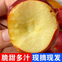 众滔 东北龙丰果 新鲜当季水果