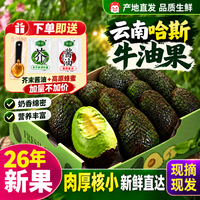 南阙2026云南牛油果当季新鲜鳄梨树熟大果营养丰富宝宝辅食孕妇水果 单果40g-70g 10个装（送蜂蜜+芥末酱油）