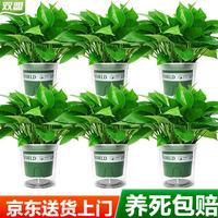 双盟 绿萝盆栽除甲醛花卉绿植办公室新房净化空气29株加仑6盆源头直发