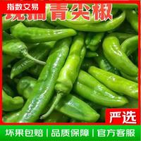 山东新鲜青尖椒虎皮椒现摘现发微辣辣椒蔬菜 整箱3斤现摘现发