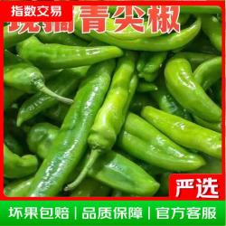 山东新鲜青尖椒虎皮椒现摘现发微辣辣椒蔬菜 整箱3斤现摘现发