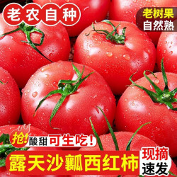 蹊蹊的小菜园 新鲜沙瓤西红柿正宗云南露天水果番茄现摘自然熟生吃蔬菜包邮