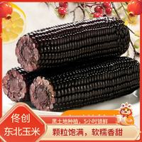 佟创 东北黑玉米 sweet糯真空包装生鲜苞米 180g*10棒