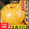 京喜通 正宗山东莱阳秋月梨整箱大梨子脆甜现摘当季新鲜水果京东物流包邮 9.2斤带箱（单果200g+）净重8.4斤