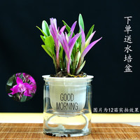 艾莹 七彩香水石斛兰花四季开花好养绿植浓香型石斛室内植物花卉盆栽 10苗七彩石斛当年开花