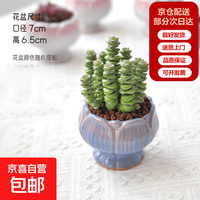 精品多肉植物组合盆栽办公室内桌面绿植花卉盆栽仙人掌仙人球多肉 钱串+宝莲灯瓷盆