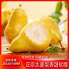 玖玖农场 正宗烟台太婆梨软糯香甜应季新鲜水果大头梨香蕉梨