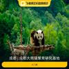 [成都大熊猫繁育研究基地-大门票]