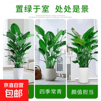 盆栽室内客厅感大型绿植办公室大叶植物高端鹤望兰耐阴 客厅专用精品天堂鸟90-110厘米钻石纹花盆3株)
