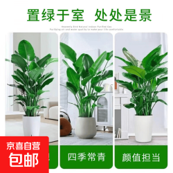 盆栽室内客厅感大型绿植办公室大叶植物高端鹤望兰耐阴 客厅专用精品天堂鸟90-110厘米钻石纹花盆3株)