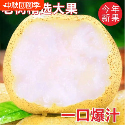 汇果康 正宗山西雪梨雪花梨新鲜水果梨子水果润肺冰糖雪梨甜酥脆甘甜多汁