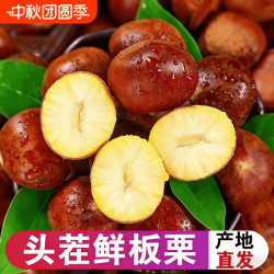 新下树新鲜生辽宁丹东菜板栗栗子新鲜板栗栗仁鲜板栗大板栗产地