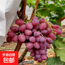 现摘新鲜克伦生无籽提红提葡萄生鲜提子水果肉多多礼盒 克伦生无籽提1斤/箱(净重)