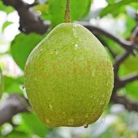 京鲜生 河北鸭梨 净重8斤 单果200g+ 新鲜水晶梨 生鲜水果 源头直发