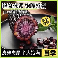 山西黑玉米新鲜现摘真空开袋免煮即食爆汁脆甜紫玉米宝宝早餐整箱