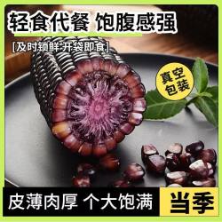 山西黑玉米新鲜现摘真空开袋免煮即食爆汁脆甜紫玉米宝宝早餐整箱