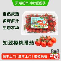 88VIP：知翠 顺丰上门樱桃小番茄生吃小西红柿新鲜水果现摘应季小柿子