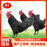 神丹 黑羽小公鸡 国产土鸡种童子鸡清蒸红烧 生鲜食材 3只(700g*3只)