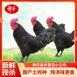 神丹 黑羽小公鸡  国产土鸡种童子鸡清蒸红烧  生鲜食材 3只（700g*3只）