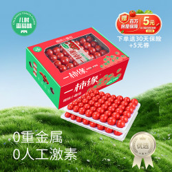 京鲜生 ＆一柿缘 大同樱桃小番茄礼盒 96颗 1300g