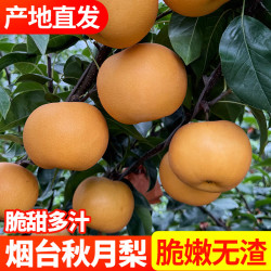 升阳农场 秋月梨 4.5斤