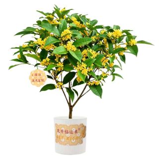 云选花礼 桂花盆栽