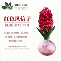 爱你一万年 风信子种球 带芽耐寒 水养土培 种子