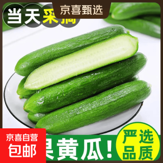 京喜自营-专用品牌 寿光水果小黄瓜新鲜生吃脆青瓜山东当季蔬菜整箱即食清甜产地直发 带箱 2斤 （净重1.8斤）