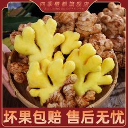 云南小黄姜高原种植现挖现发姜香浓郁 1斤/3斤/5斤/9斤