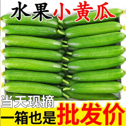 果乡趣 山东寿光水果黄瓜新鲜生吃当季现摘无刺小黄瓜脆甜小青瓜整箱包邮