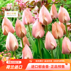 虹越 郁金香5球装自然球种球 肉色长安（11/12）