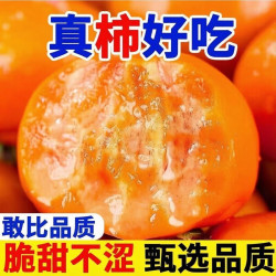 脆柿子正宗脆甜柿子大果当季鲜果冰糖心整箱发货巧克力脆柿子
