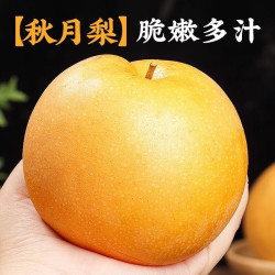 正宗秋月梨当季羊脂梨子新鲜冰糖梨整箱酥脆多汁产地直发