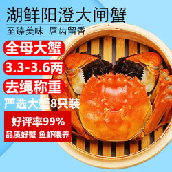 湖鲜阳澄 大闸蟹 去绳足重 3.2-3.5两 8只