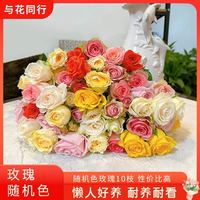 与花同行 随机色玫瑰 10枝